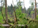 2022-05-20 - Tornado beim Sturmtief Emmelinde Solling - Steinlade bis Gehren (18)